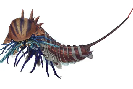 Habelia optata