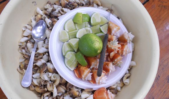 Fighting conch with lime as prepared in Bocas del Toro, Panama. (Felix Rodriguez, STRI)