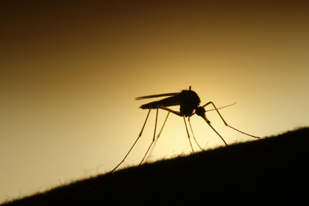 mosquito about to bite.jpg