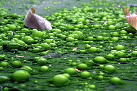 An algal bloom caused by eutrophication, when an ecosystem is overloaded with nutrients like phosphorus.