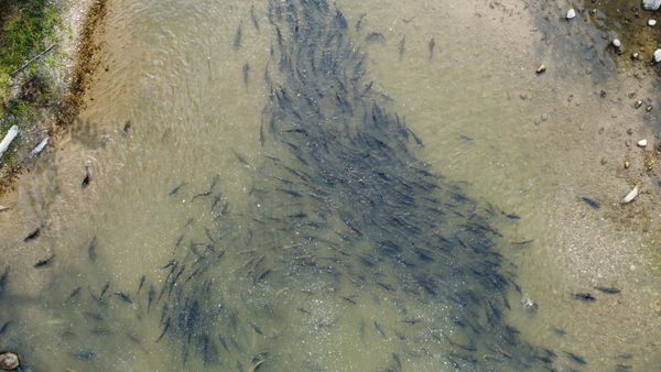 Salmon milling in front of a dam thumbnail