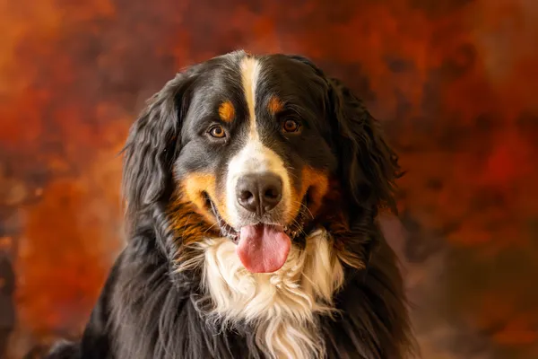 Brinkley the Bernese Mountain Dog thumbnail