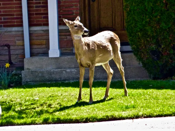 My Amazing Chicago Deer React to the Partial Solar Eclipse of April 8, 2024 thumbnail