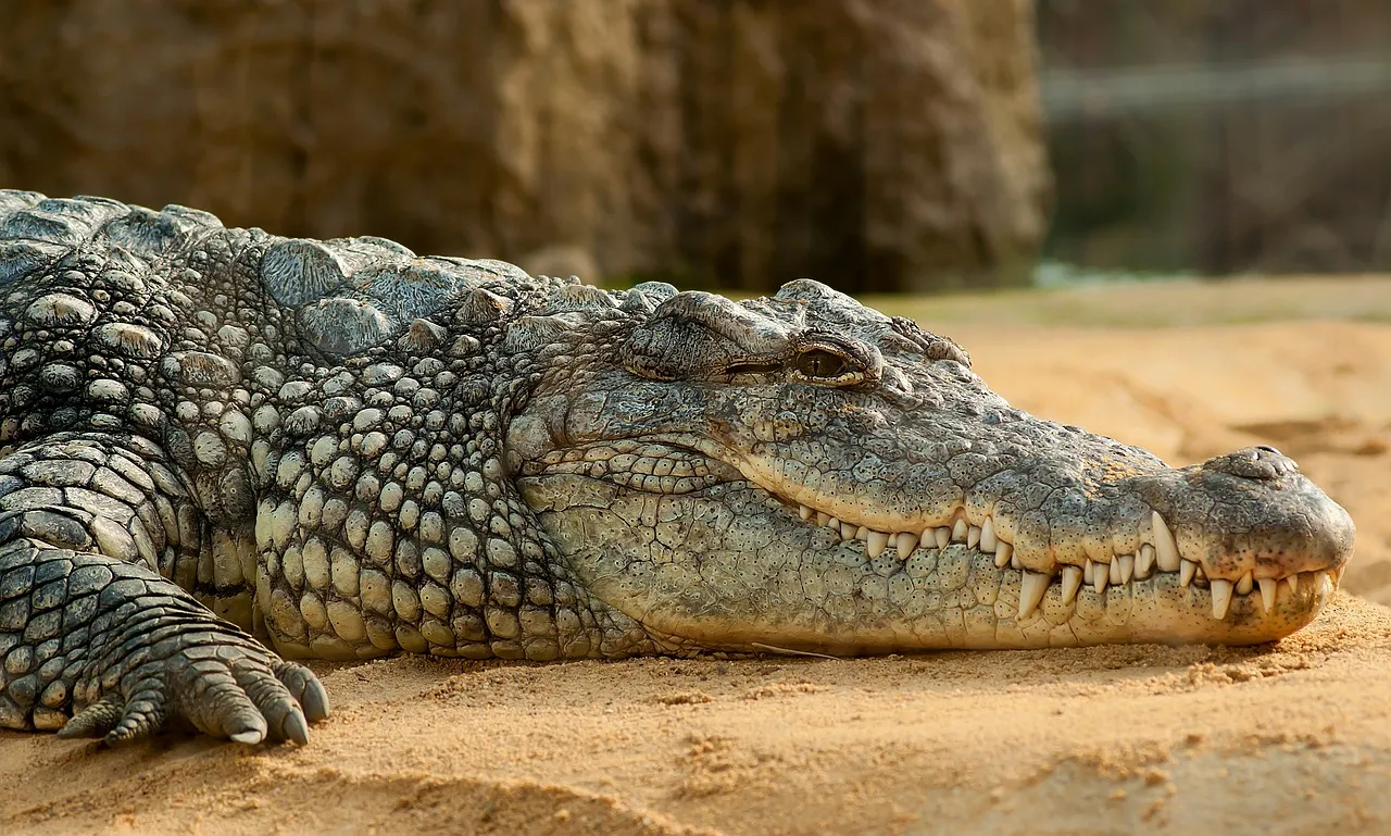 Are Crocodiles Flawless? The Reptiles Haven't Changed in 200