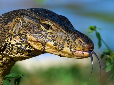 This monitor lizard is definitely not thinking of eating poisonous toads.