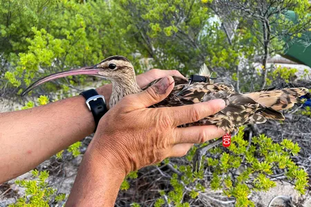 Researchers with the Kivi Kuaka project are tagging a variety of Pacific birds, hoping they will reveal differences in their capacity to detect and respond to dangerous storms and tsunamis.
