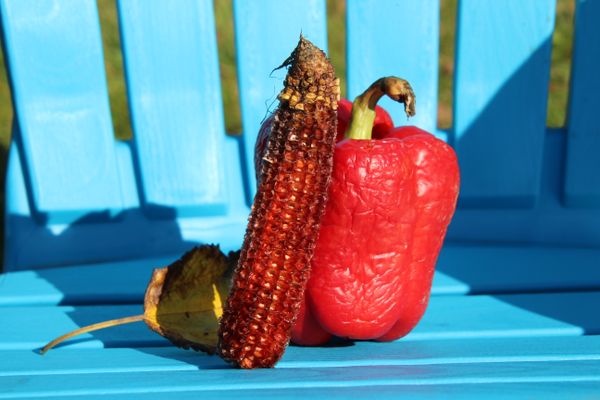 corn and pepper sitting thumbnail
