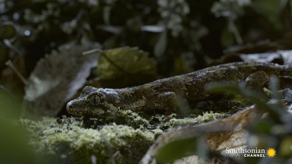 Preview thumbnail for This Forest Gecko Is a Near-Invisible Assassin