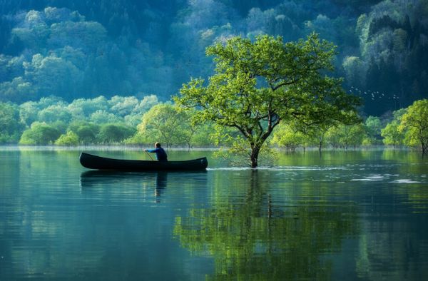 Yamagata May,The fresh green season has come also to the submerged forest of Shirakawa Lake ... The submerged forest is shone out with light from the morning sun.