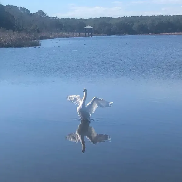 A swan on the water thumbnail