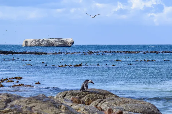 Boulders beach in Cape Town thumbnail