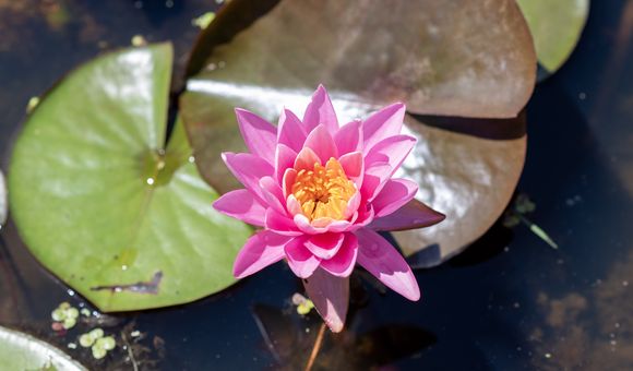 A flower with bright pink petals and a yellow interior blooms on the surface of a water near several green and brown lily pads.