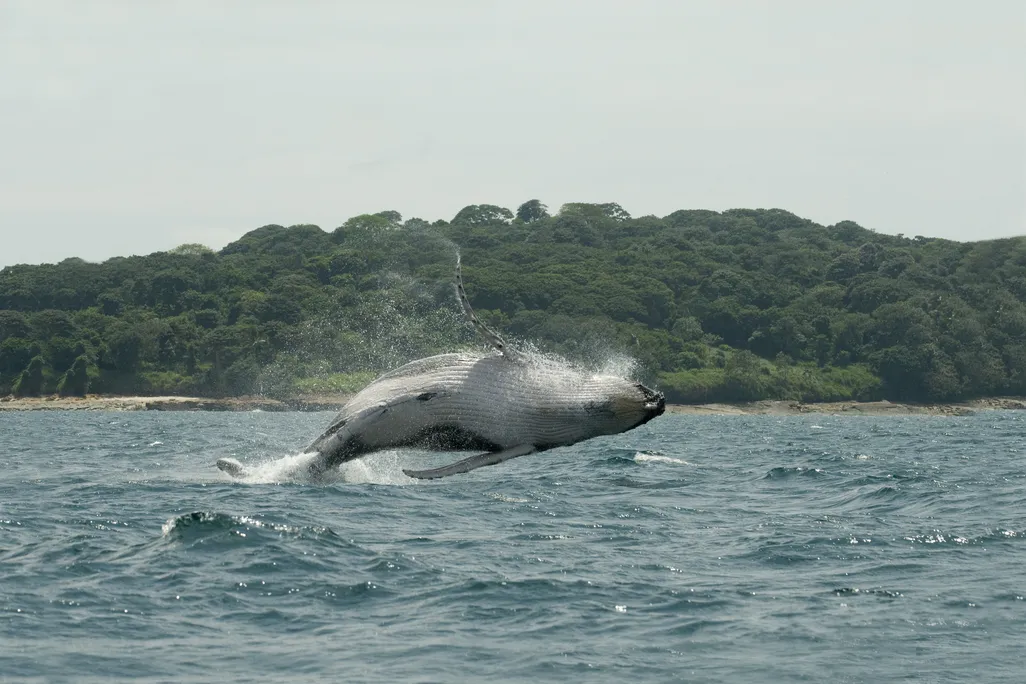 Humpback Whale Leaps from Water, Panama