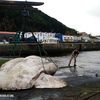 This 6,000-Pound Sunfish Is the Largest Bony Fish on Record icon