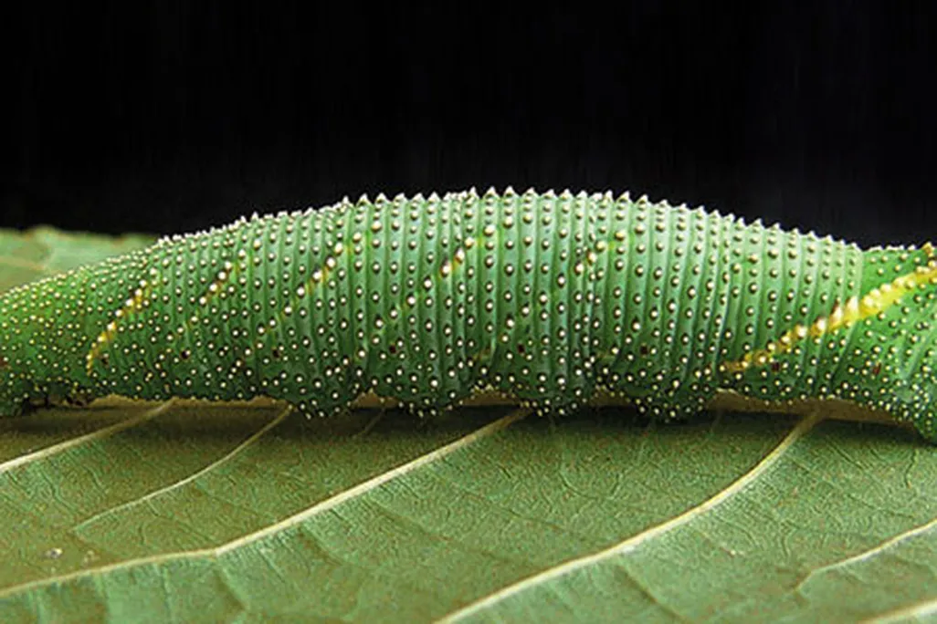 Shrieking caterpillar