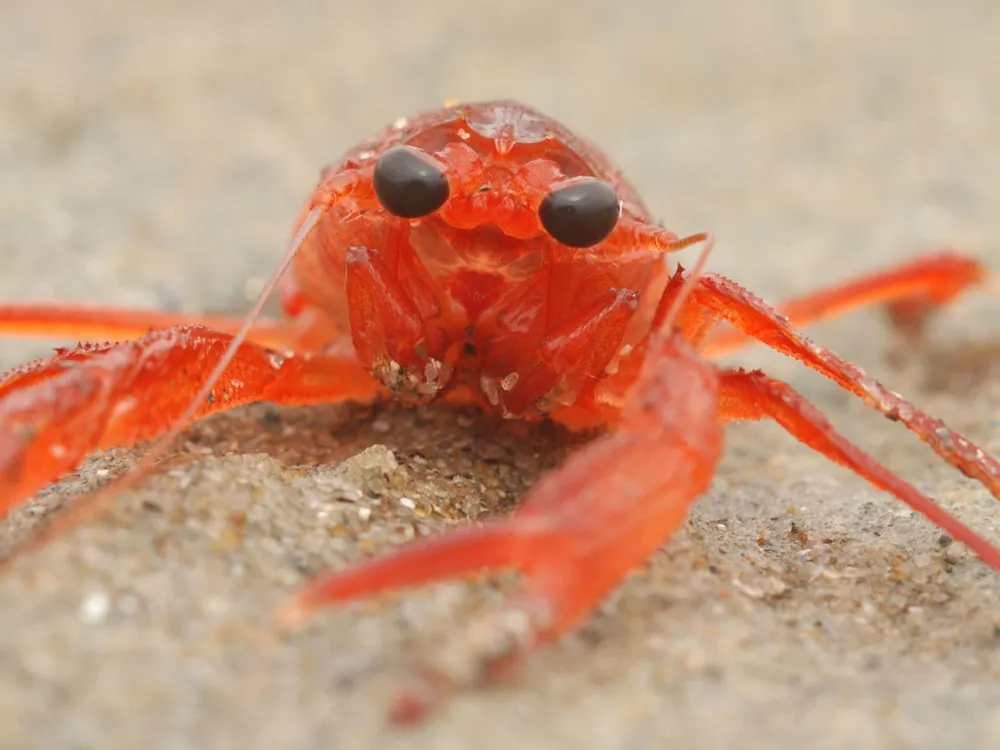 a red crustacean on the sand looking at the camera