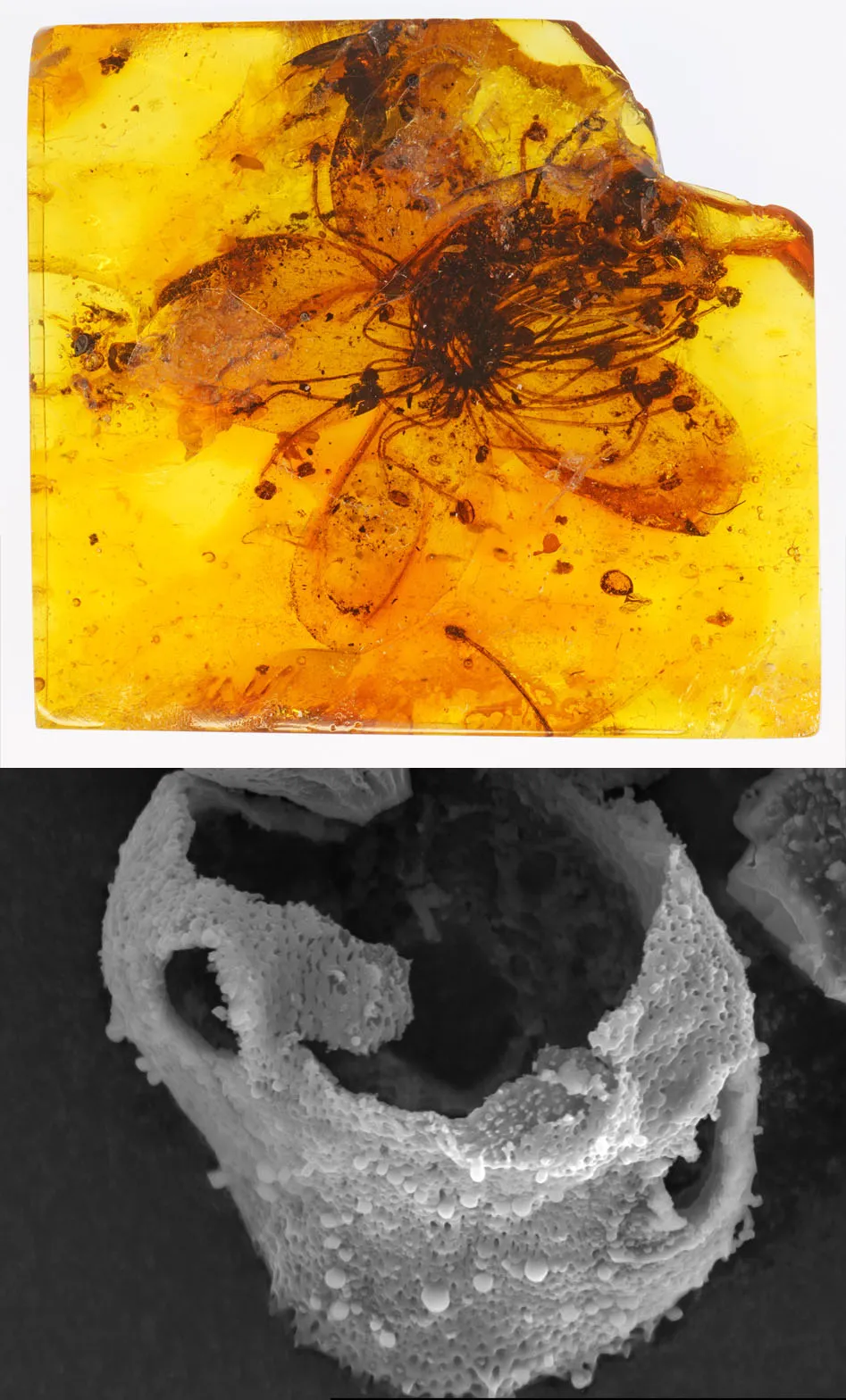 Amber flower and microscopic view of pollen