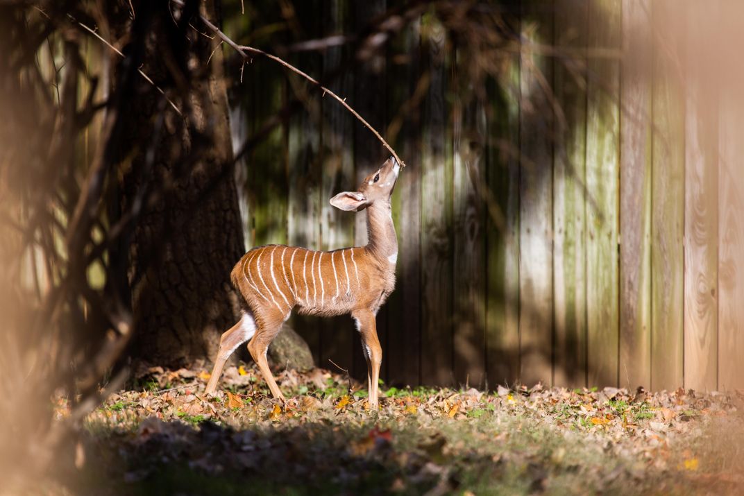 Baby kudu