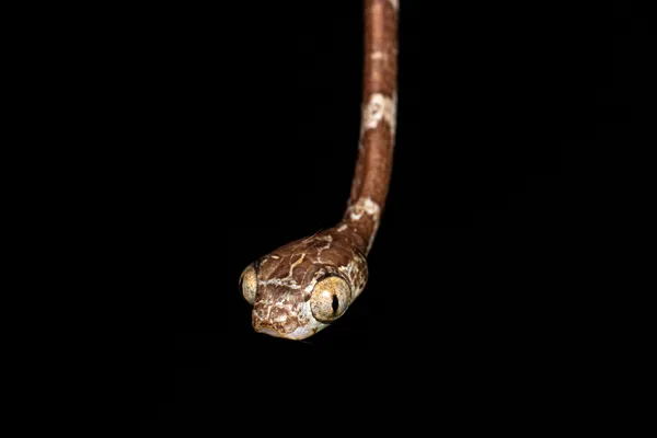 Common Blunt-headed Tree Snake thumbnail