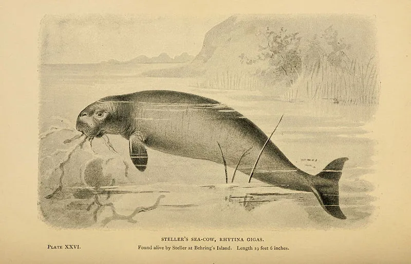 Steller's sea cow drawing