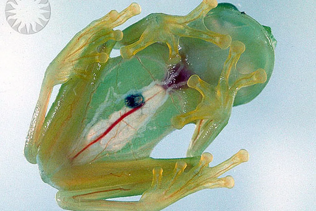 The Glass Frog
