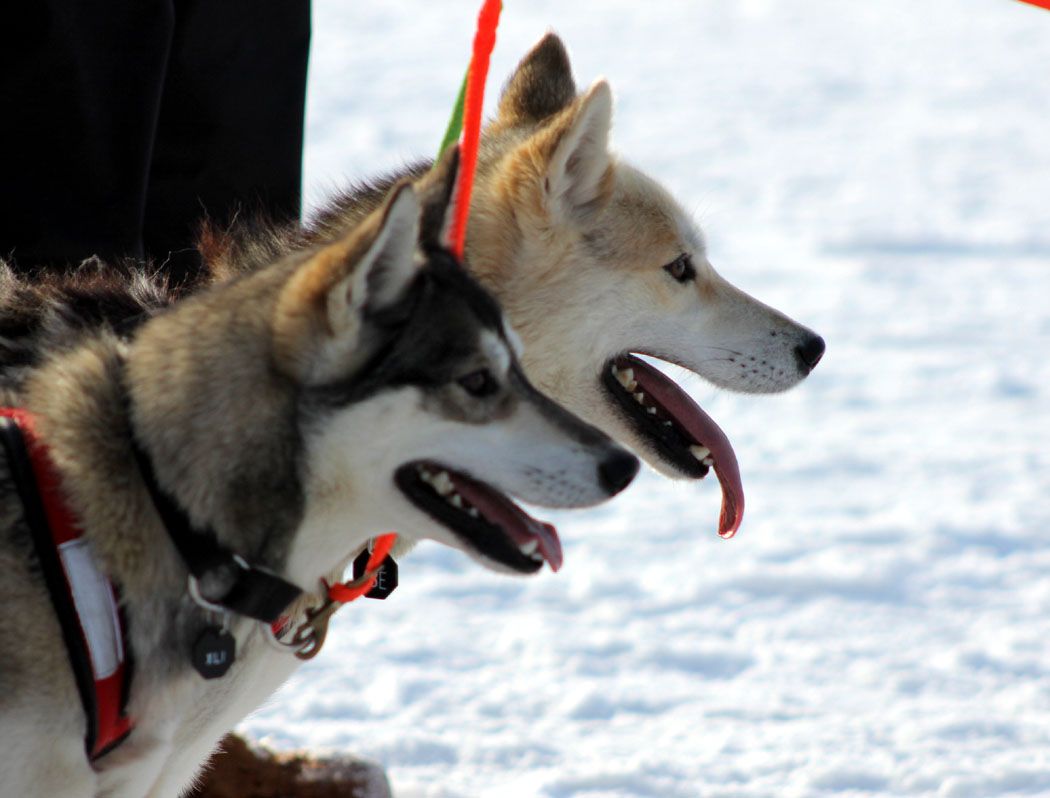 He grew up in Barnard. Now he's mushing dogs across Alaska in the Iditarod