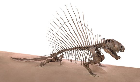 Dimetrodon.jpg