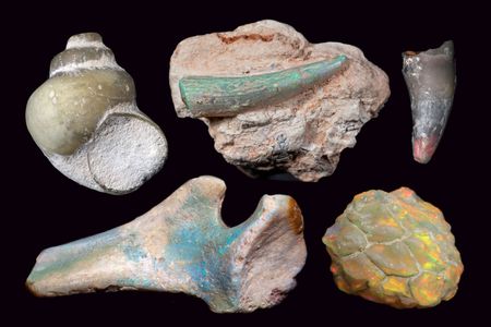 Opalised fossils from Lightning Ridge, N.S.W, Australia. From the collection of the Australian Opal Center.
Clockwise from top left: freshwater snail; plesiosaur tooth;
crocodile tooth; pine cone; pelvis bone of ornithopod
dinosaur. Donated through the Australian Government’s
Cultural Gifts Program by (respectively) Down to Earth
Opals, Timothy Seekamp, Stephen Turner and Michael Poben.
