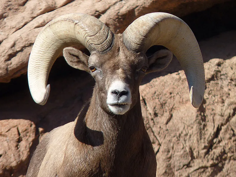 Ten Reasons Rams Might Be the Perfect Football Mascot | Science|  Smithsonian Magazine