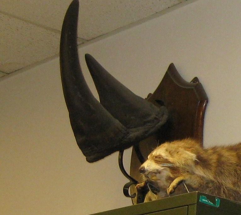 Vermont Rhino