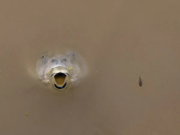 Tadpole and springtail, Palominas Arizona thumbnail