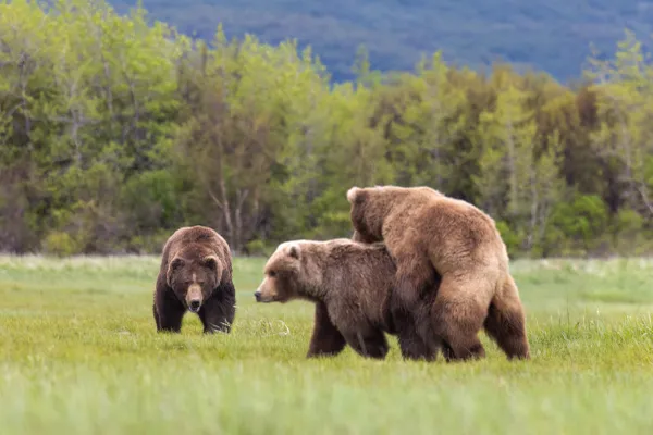 Grizzly Competition thumbnail