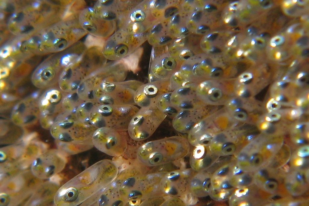 01_30_2014_fish.jpg