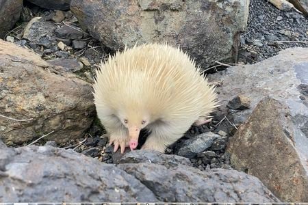 Raffie the echidna, roaming through Australian rocks.