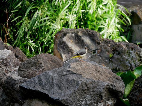 "Alpispa canaria en su entorno natural" thumbnail