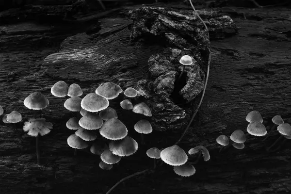 Jellyfish Mushrooms thumbnail