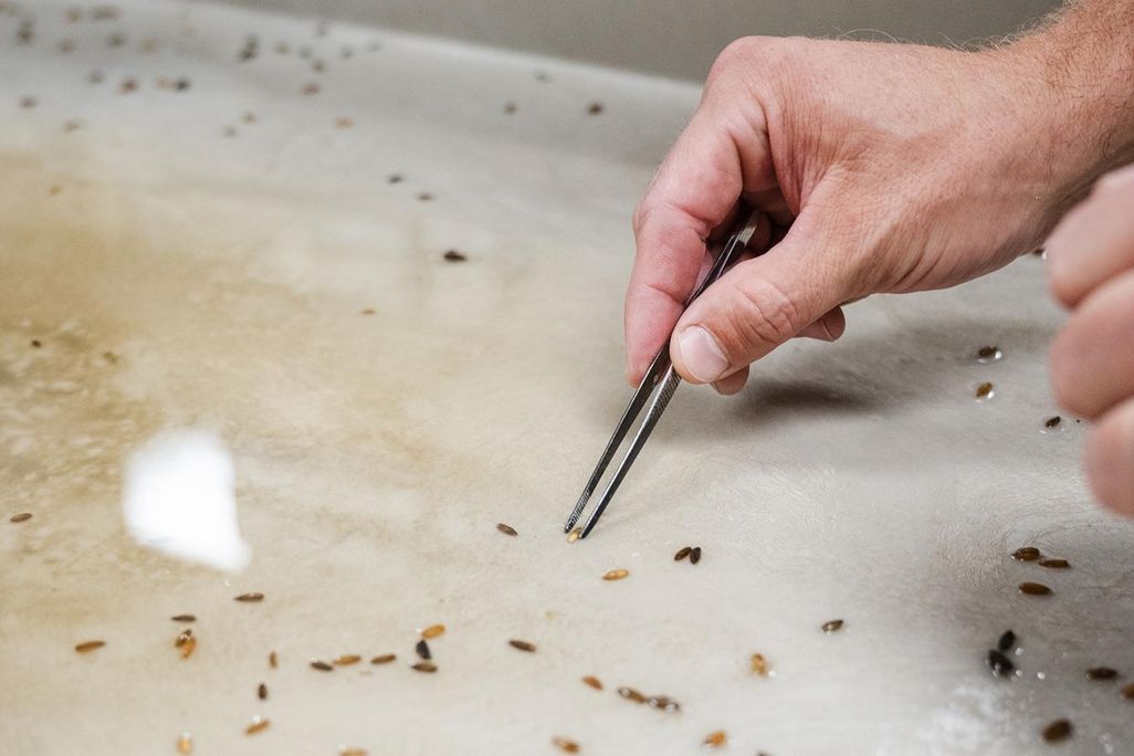 Person's hand using tweezers to pick up small seed