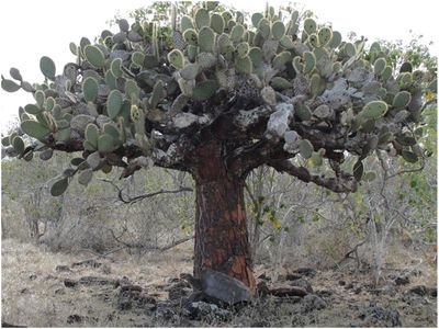An Espanola Galapagos giant tortoise under an arboreal prickly pear cactus. The cactus is a vital part of the tortoise's diet, but the surrounding woody plants - a leftover problem caused by goats - prevent the cactuses from regrowing.  