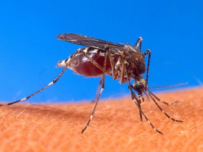 Mosquitoes are vectors for many diseases that infect humans—add one more, Keystone virus, to the list. It's spread by Aedes atlanticus (pictured: the related a. aegypti).