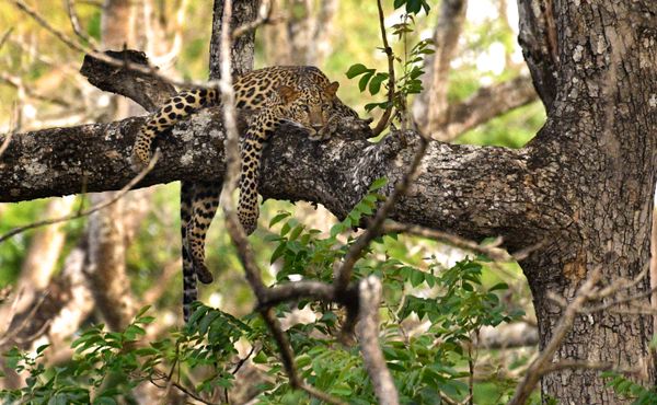 leopard in Kabini forest thumbnail