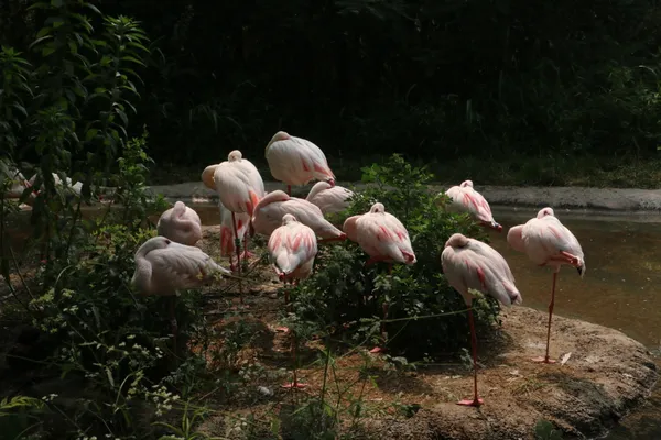 Flamingos sleeping on a tiny island thumbnail