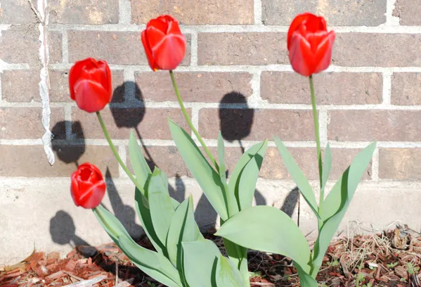 Tulips: in silhouette & in color thumbnail