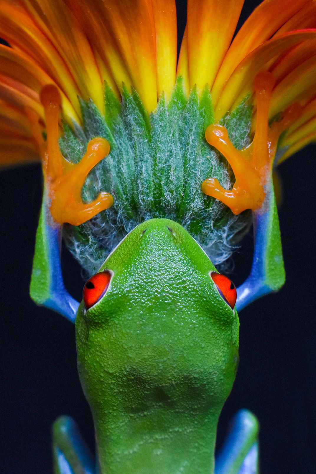 A Green frog on a Flower