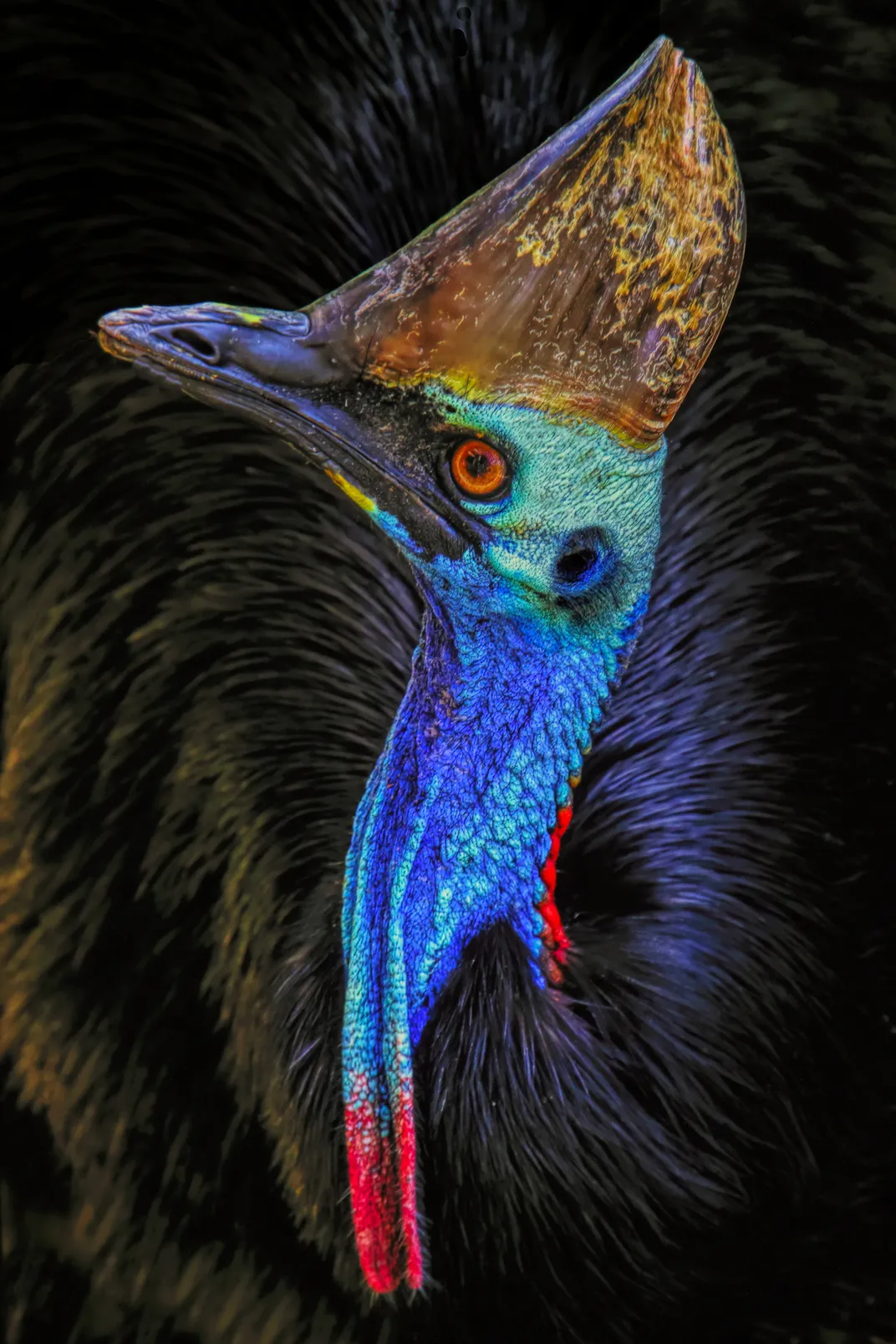 The southern cassowary