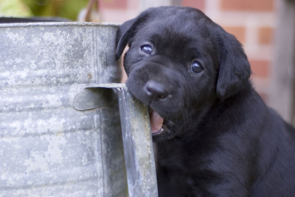 chewing.jpg