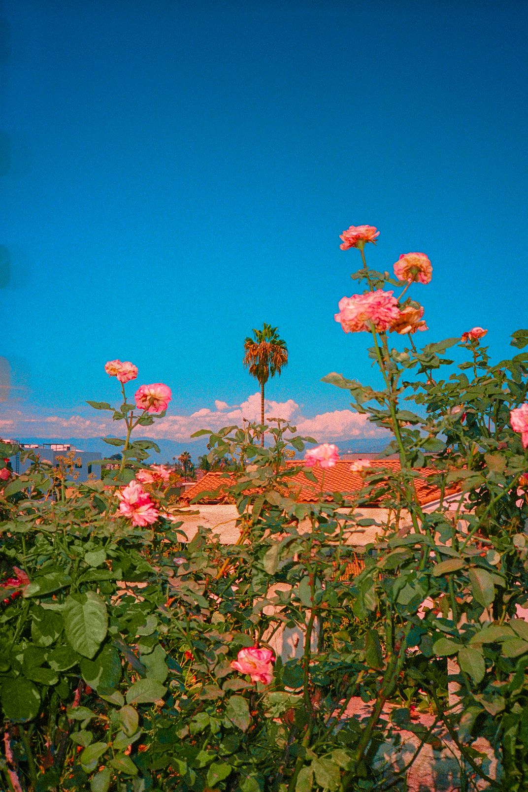 Roses overlooking a Los Angeles skyline