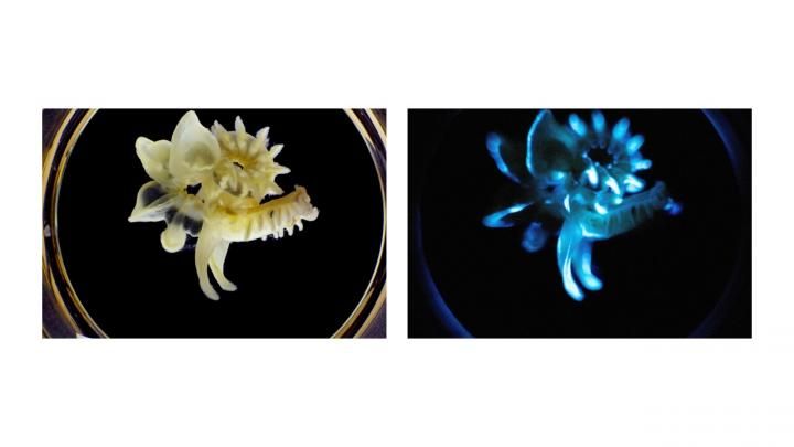 Parchment tube worm photographed by day sports a yellowish tint (left) and a bluish glow by night (right)