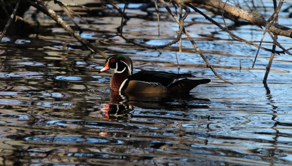 Wood Duck under the Trees thumbnail