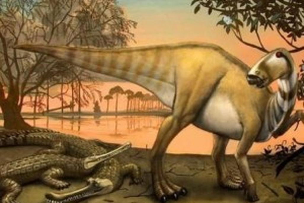 20110520083138protohadros-woodbinesuchus-arlington-300x203.jpg