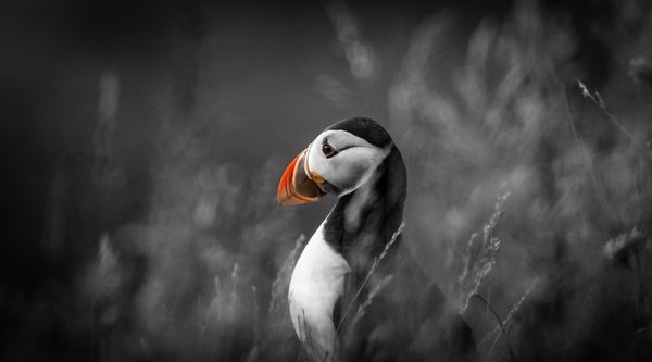 Puffin in black and white with coloured beak thumbnail